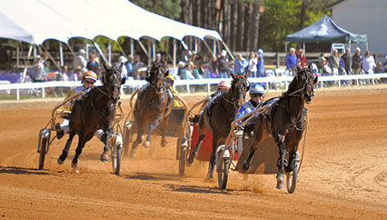 Matinee horse race